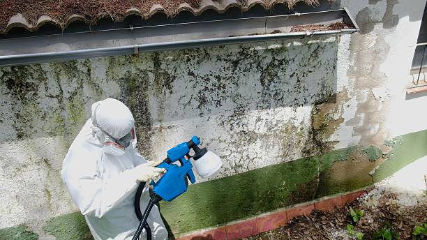 Mold Removal service in Breezewood